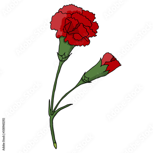a red carnation flower with an open bud and four green leaves