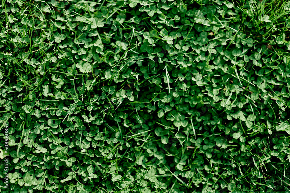 Young summer clover grass and microclover close-up, greening the environment, summer sunlight on the leaves Young summer clover grass and microclover close-up, greening the environment, summer sunlight on the leaves