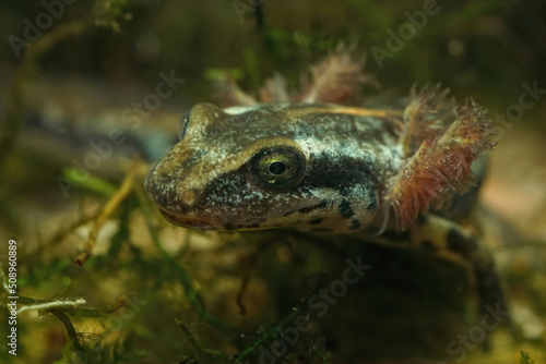 Closeup on the head of an endangered, gilled, aquatic Sardinian brook salamander larvae, Euproctus platycephalus