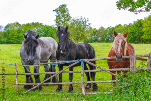 Majestic horses north German agricultural field nature landscape panorama Germany. photo