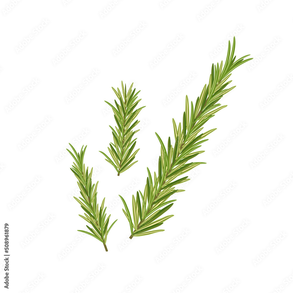 Naklejka premium Rosemary twigs, vector illustration in flat style on white background