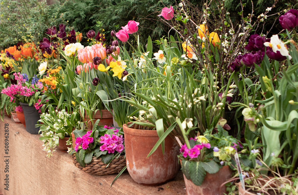 Spring flowers in the pots