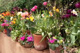 Spring flowers in the pots