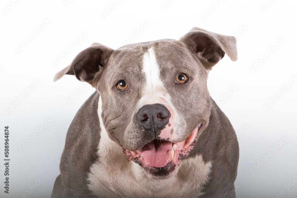 close up head portrait of a beautiful gray and white pitbull