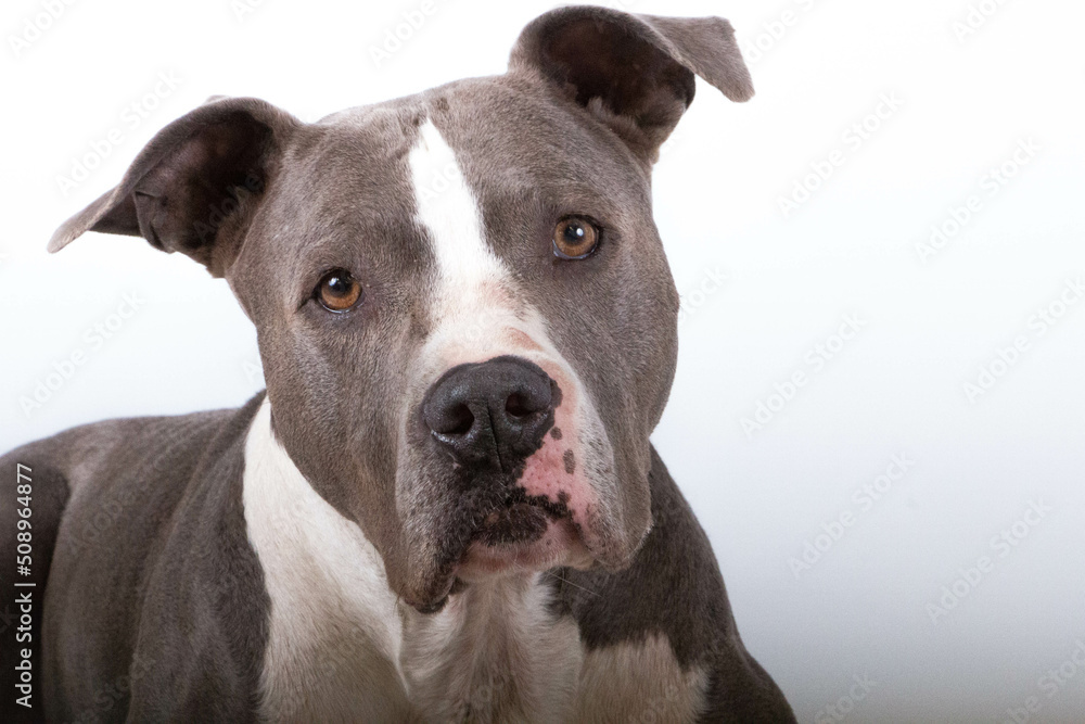 close up head portrait of a beautiful gray and white pitbull