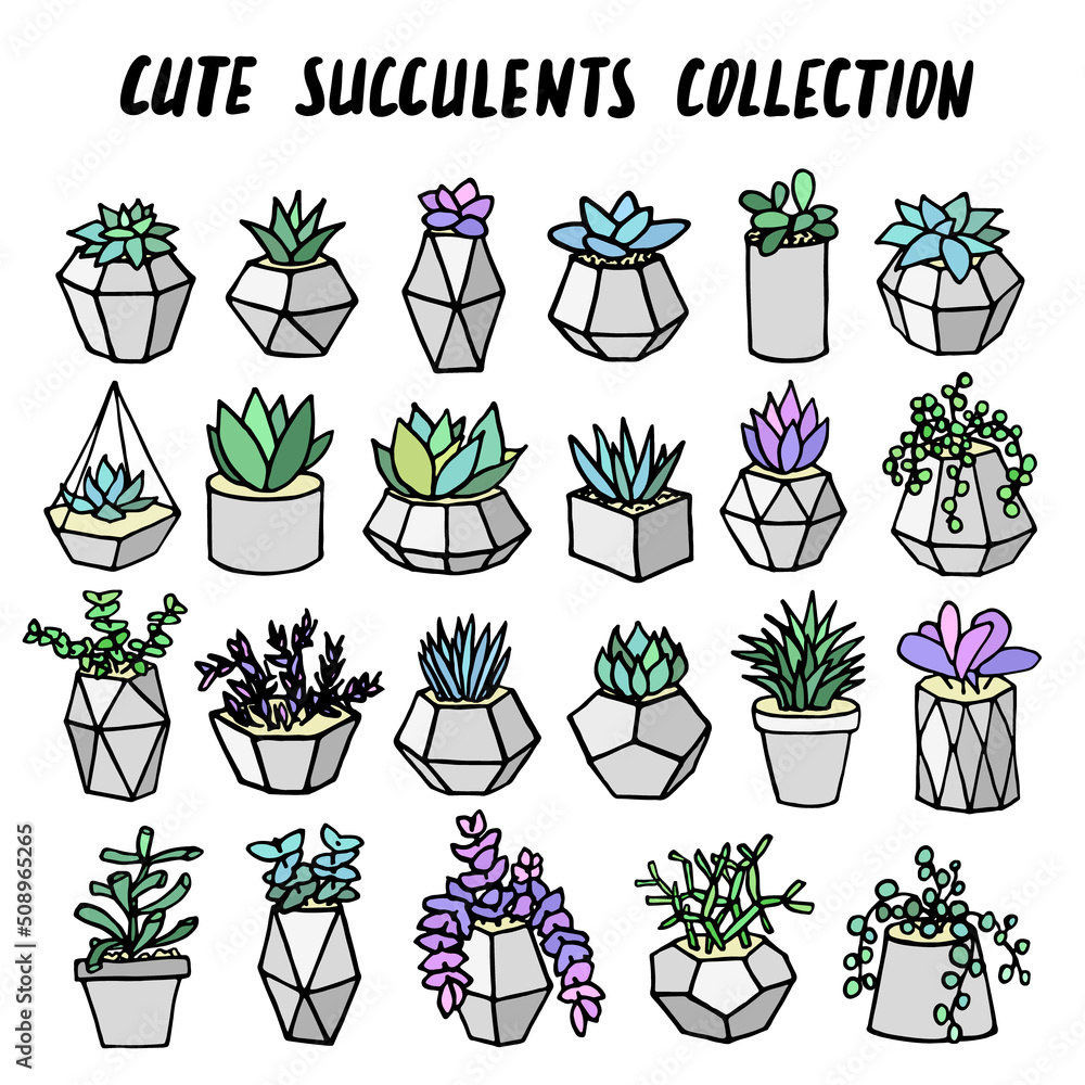 Plants in pots collection. Succulents set in modern concrete flower pot ...
