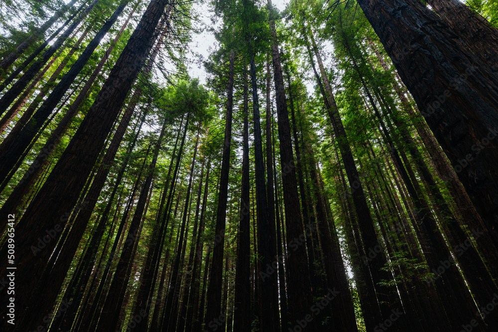 Cement Creek Redwood Forest in Australia Cement Creek Redwood Forest in Australia