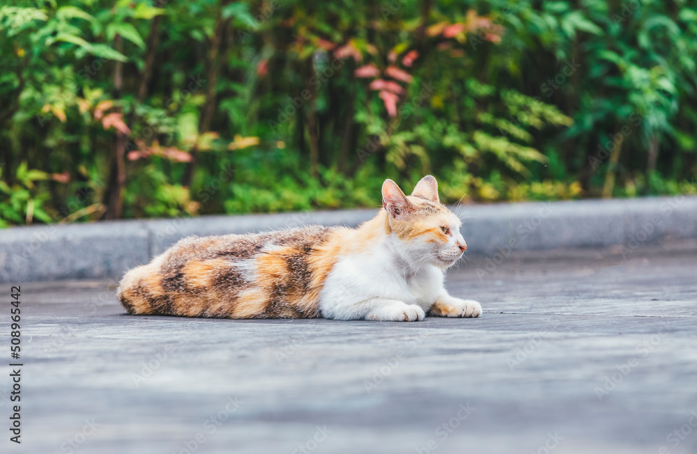 Fototapeta premium Kittens on the road in the wild