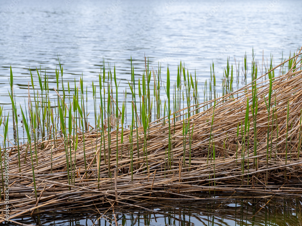 Obraz premium Dry reeds and new green growing with water lake background