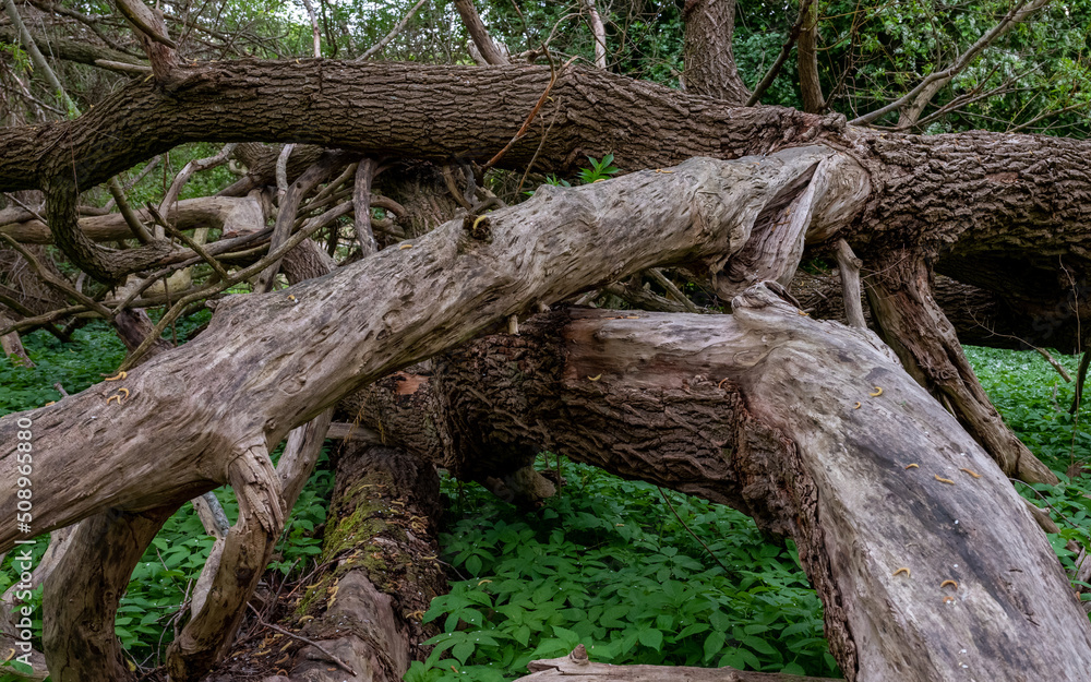 Fallen oak trees laying in green vegetation. Fallen oak trees laying in green vegetation.
