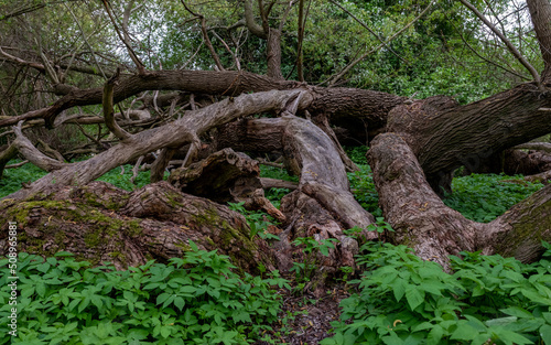 Fallen oak trees laying in green vegetation. © Andreas Bergerstedt