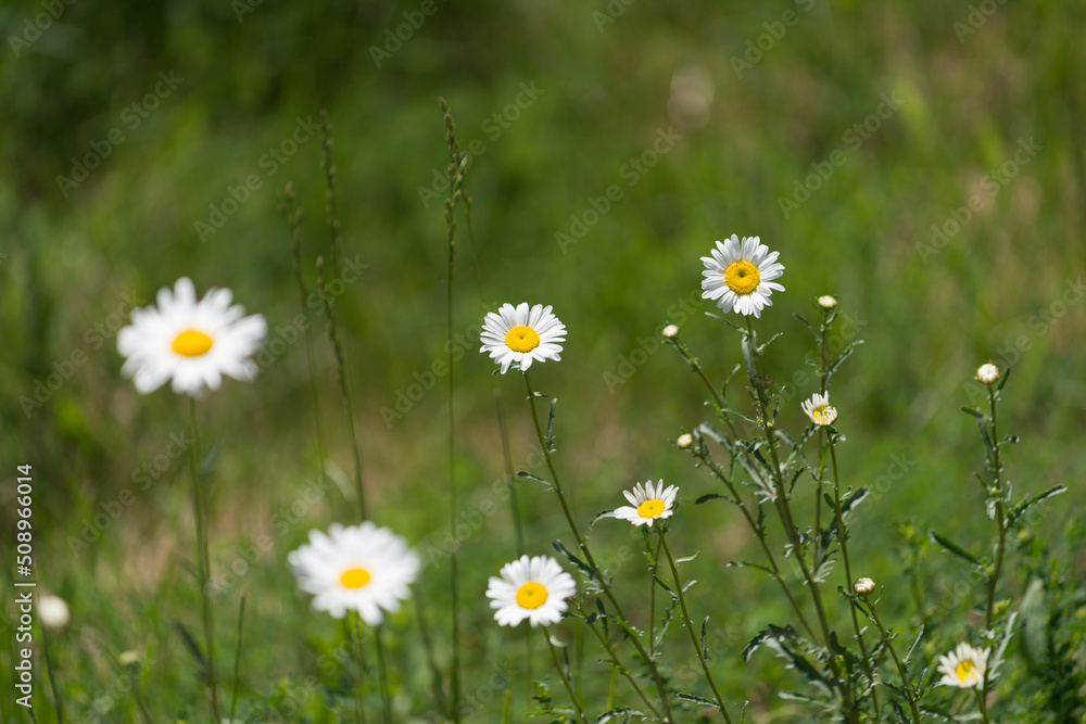 daisies in a field daisies in a field