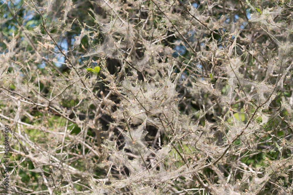 webbed/tent moth caterpillars essentially defoliated webbed/tent moth caterpillars essentially defoliated