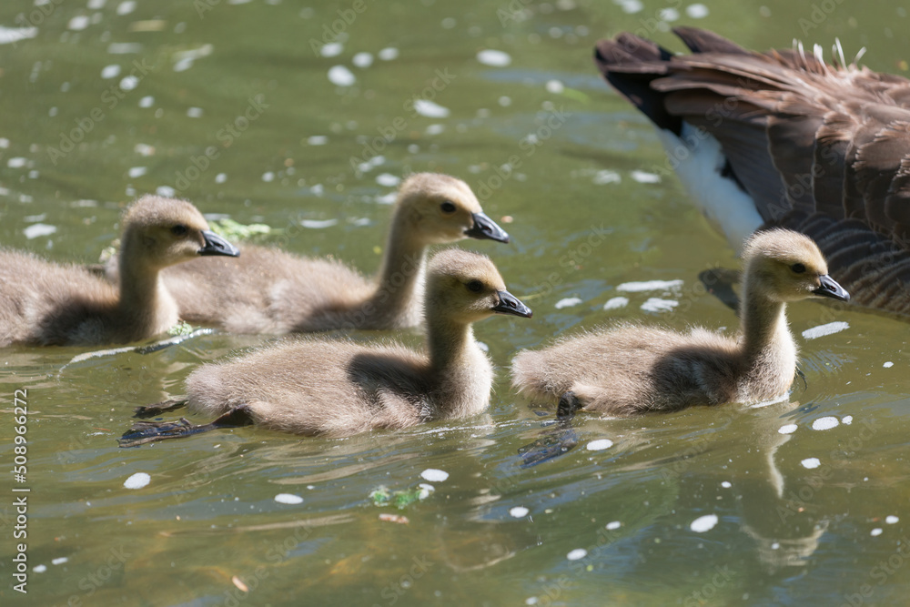 Obraz premium canadian geese goslings on the river coasting northward