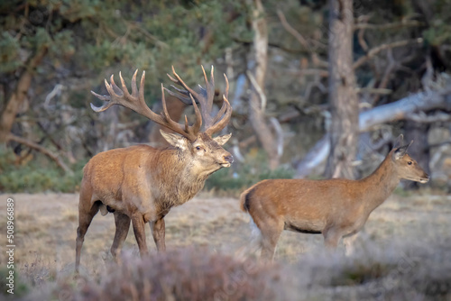 Male red deer stag  cervus elaphus  rutting