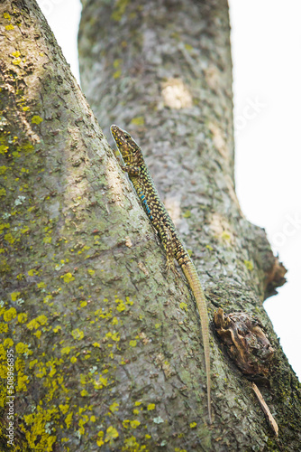 Podarcis muralis, common European wall lizard, resting in sunlight