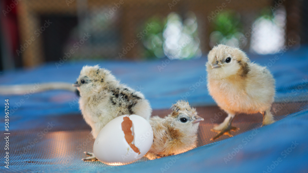 Obraz premium Small chicks silky silkie chicken hatched from egg cute little newborn wet feather