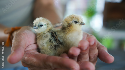 hands hold newborn little silkie chickens farm industry animal © glowonconcept