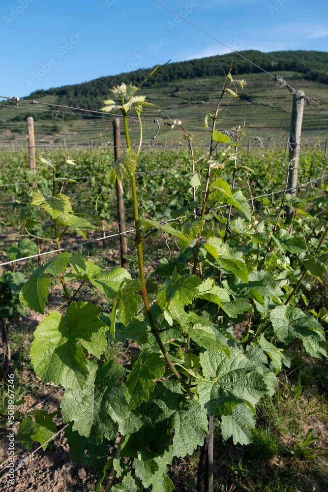 Vineyards in Alsace near Riquewihr, France. Focus on the grapes leaves. Sunny day
