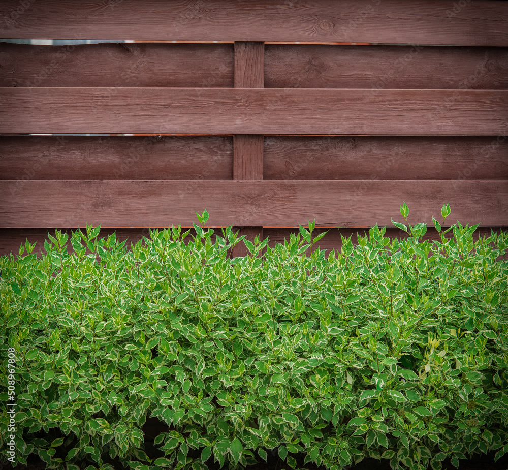 Brown wooden background with green bushes. Brown wooden background with green bushes.