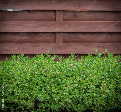 Brown wooden background with green bushes.