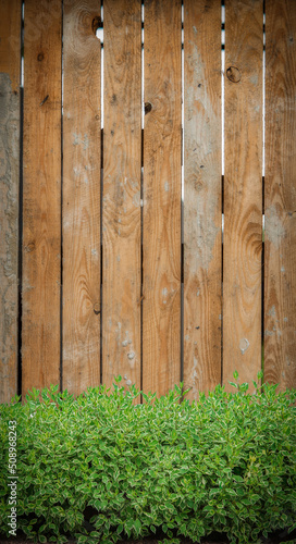 A beautiful brown wooden fence against the background of growing green bushes. Textured wooden fence close up.