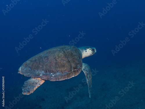 Loggerhead Turtle Swimming