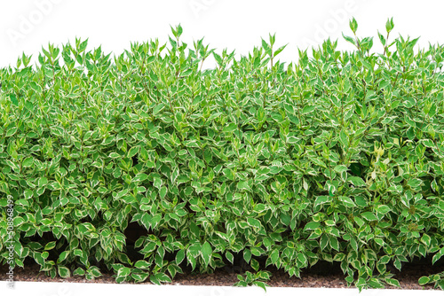 Photo Green bushes on a white background