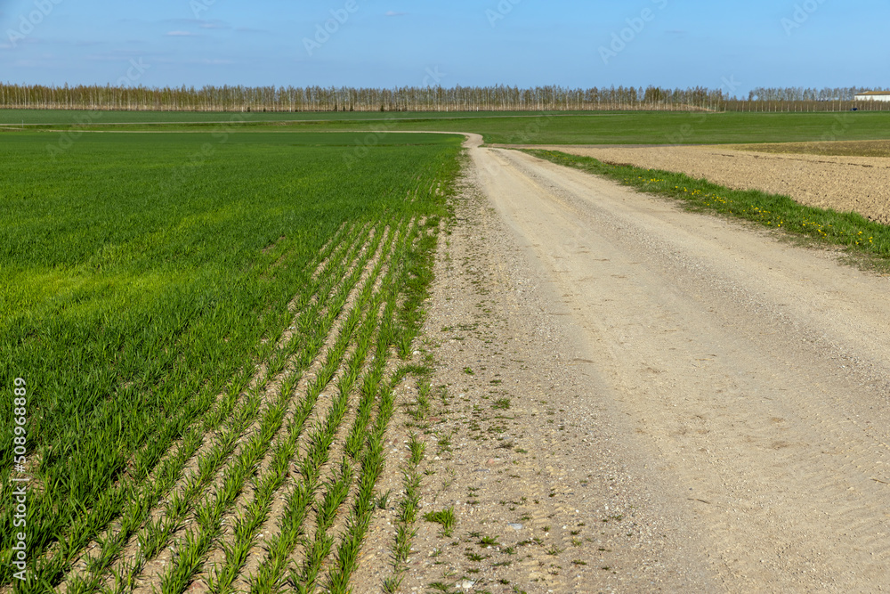 grass and other plants grow in a field with a dirt road grass and other plants grow in a field with a dirt road