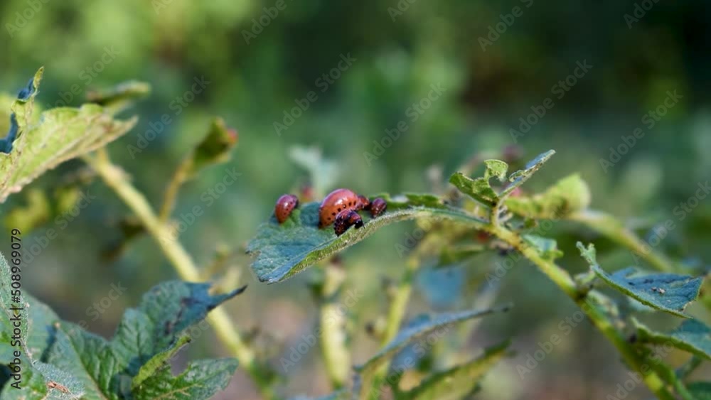 Larvae of potato bug eat leaves of potato plant, Colorado potato beetle larvae Larvae of potato bug eat leaves of potato plant, Colorado potato beetle larvae