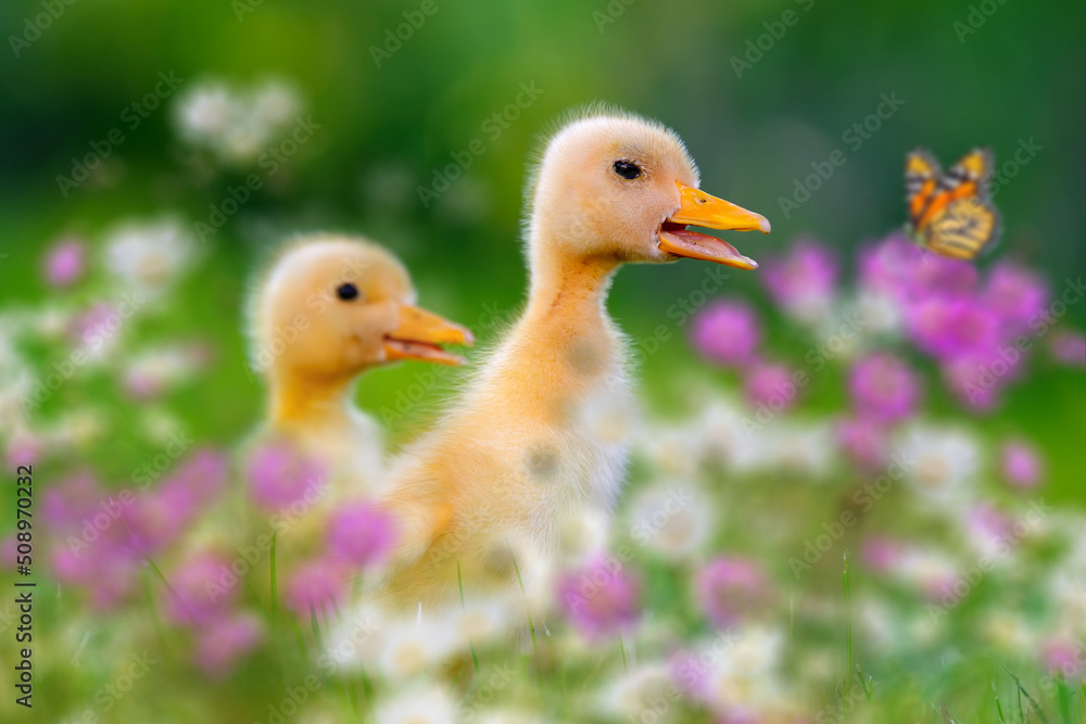 Two little duckling on green grass with flowers