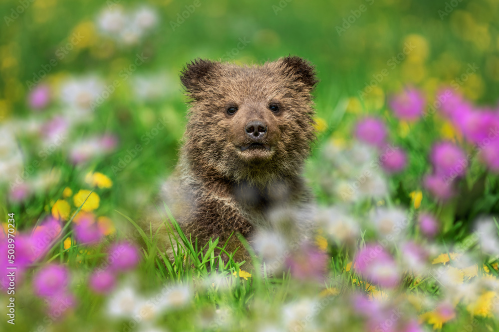 Fototapeta premium Brown bear cub on the summer meadow with flowers
