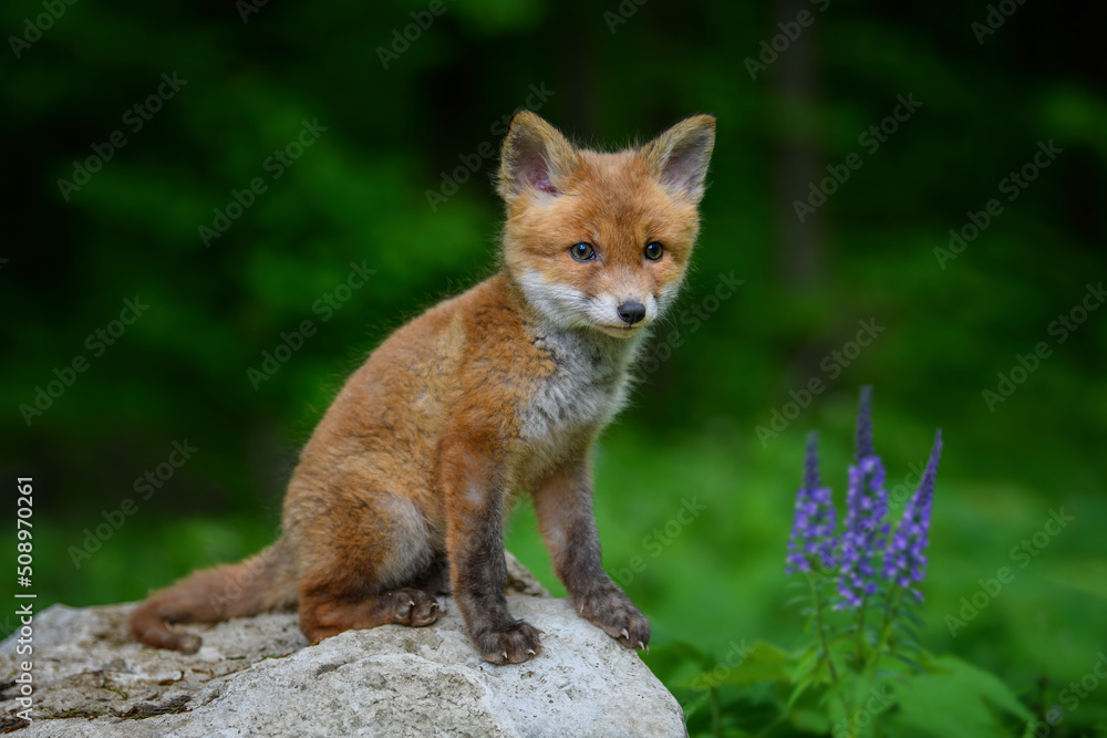 Red fox, vulpes vulpes, small young cub in forest on stone with violet flowers. Cute little wild predators in natural environment Red fox, vulpes vulpes, small young cub in forest on stone with violet flowers. Cute little wild predators in natural environment