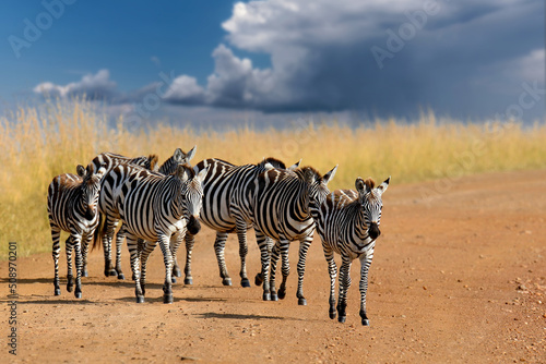 Zebras in a row walking in the savannah on storm clouds background