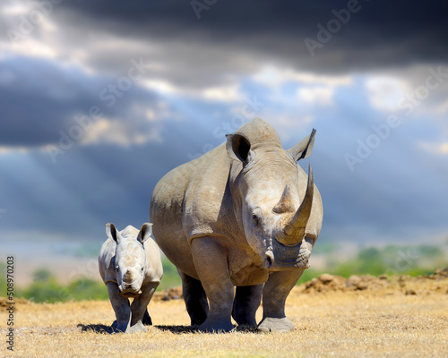 African white rhino with baby on storm clouds background, National park of Kenya