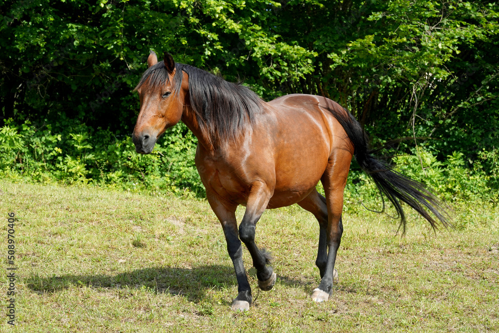 Reitpferd im Sommer auf der Weide Reitpferd im Sommer auf der Weide