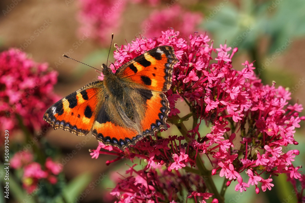 Obraz premium Kleiner Schildpattschmetterling auf einer Blüte mit offenen Flügeln