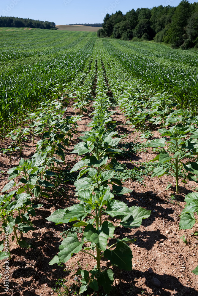 green sunflower sprouts on a mixed agricultural field green sunflower sprouts on a mixed agricultural field