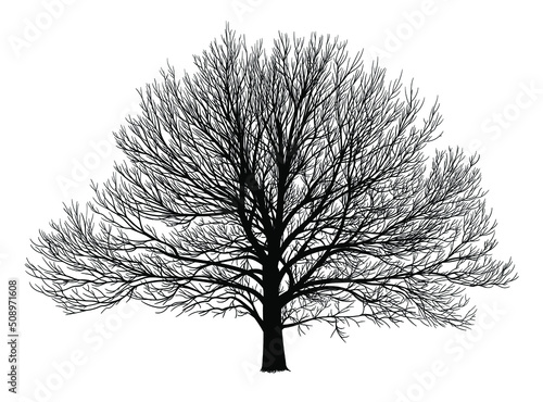 Silhouette of a tree, branches. Vector illustration