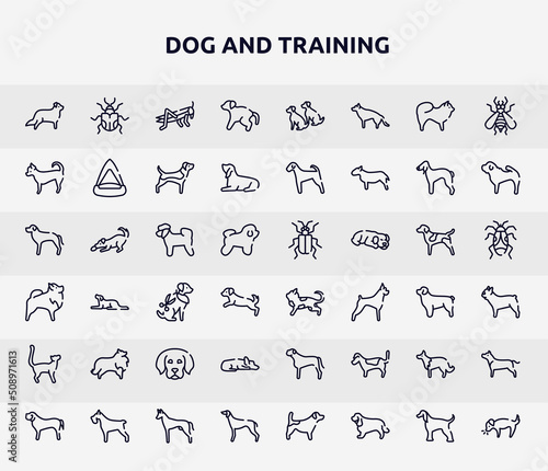 dog and training outline icons set. thin line icons such as bernese mountain, scold the dog, chihuahua, bichon, toyger cat, sheltie, sad dog, collie, greyhound icon.
