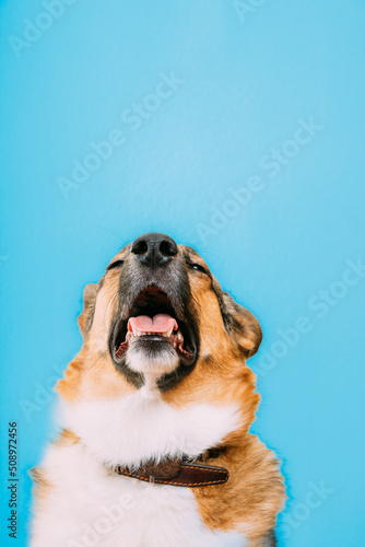 Fotografia Portrait of mongrel dog sneezes, runny nose