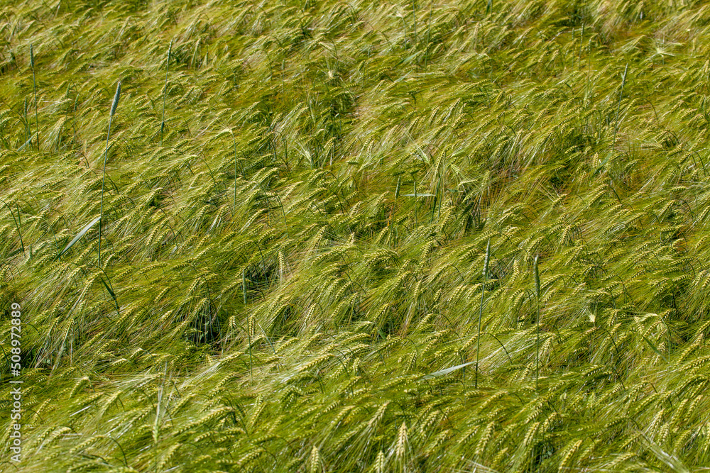 agricultural field where green unripe wheat grows agricultural field where green unripe wheat grows