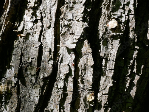 Fototapeta Naklejka Na Ścianę i Meble -  tree bark, closeup, texture, pattern, background
