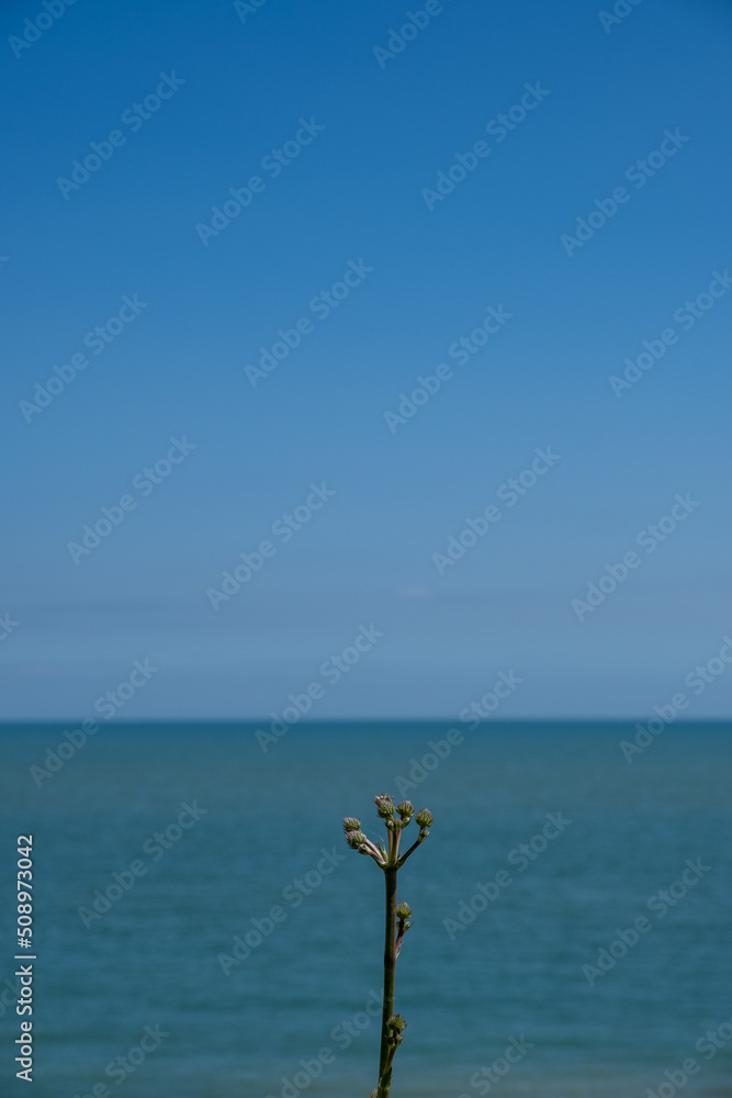 Flower buds on a stalk with background of sea and sky