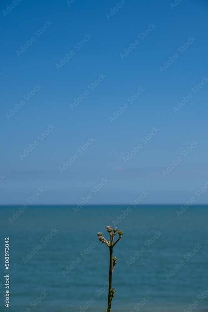 Flower buds on a stalk with background of sea and sky Flower buds on a stalk with background of sea and sky