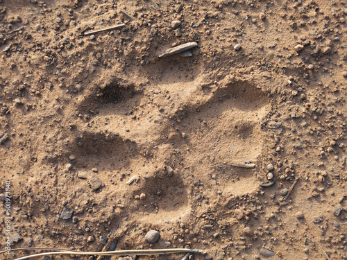 mountain lion cougar track in dirt close-up showing texture and detail