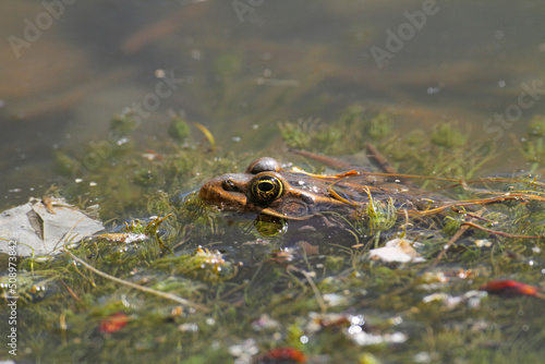 Obraz na plátne one frog sitting in pond water close up
