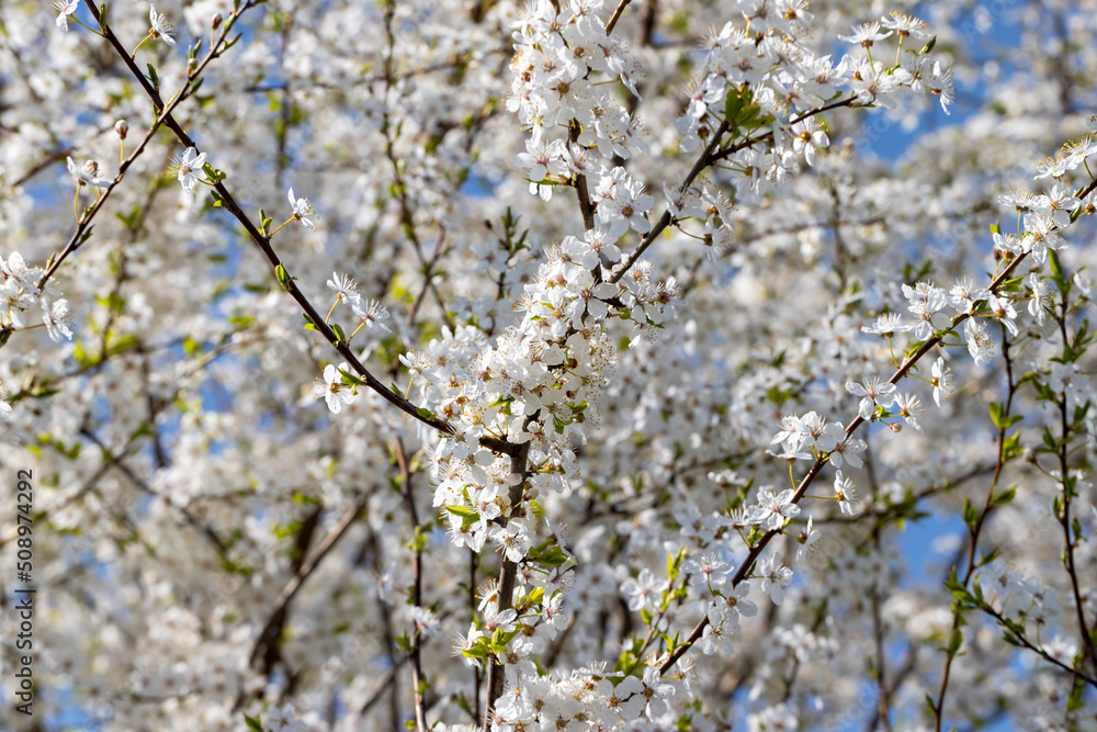 blooming in the springtime of the year fruit trees in the garden blooming in the springtime of the year fruit trees in the garden