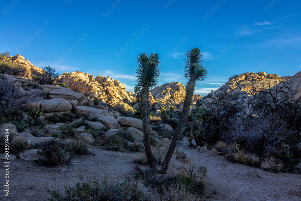 Sunlight and Shadows in Joshua Tree Valley Sunlight and Shadows in Joshua Tree Valley