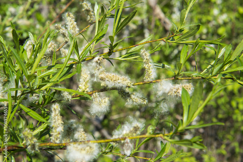 willow prut- shaped seeds on the branches